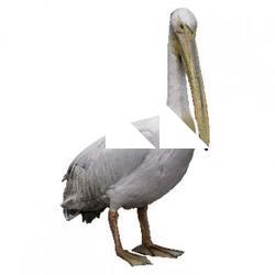 Pelican Animal Base Scan