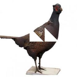 Pheasant Animal Base Scan