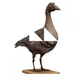 Goose Animal Base Scan