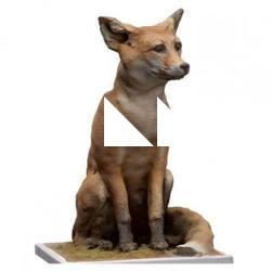 Red fox Animal Base Scan