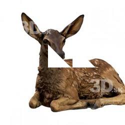 Doe Animal Base Scan