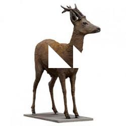 Roe Deer Animal Base Scan
