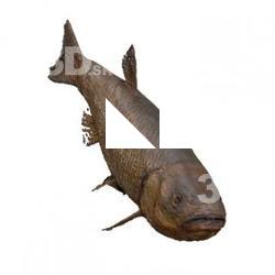 Fish Animal Base Scan