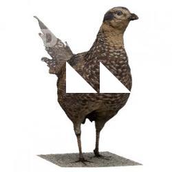 Pheasant Animal Base Scan