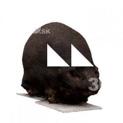 Hedgehog Animal Base Scan