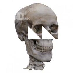 Skull Base Body Scan