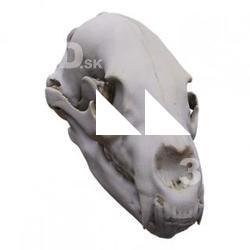 Skull Base Body Scan 