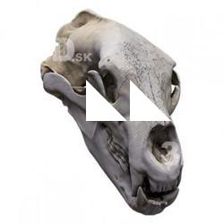 Skull Base Body Scan 