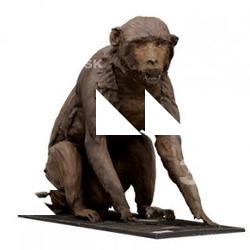 Macata Base Body Scan
