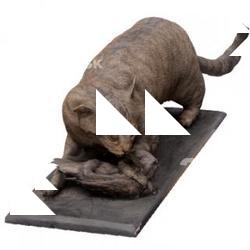 Cat Base Body Scan