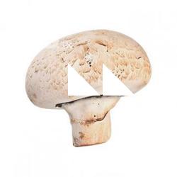 Food_Champignon_3D_Scan