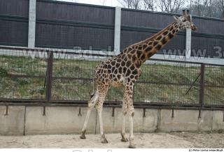 Giraffe 0003