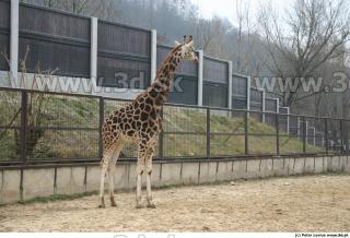 Giraffe 0006