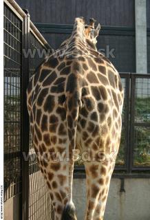 Giraffe 0010