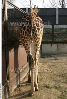 Giraffe 0016