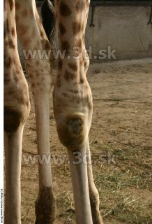 Giraffe 0018
