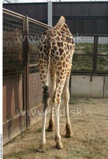 Giraffe 0033