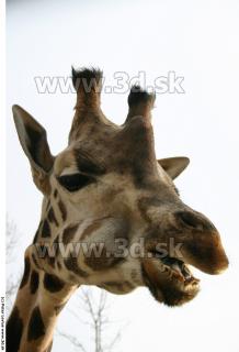 Giraffe 0040