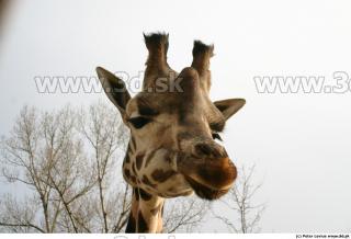 Giraffe 0043