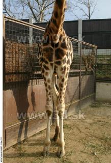 Giraffe 0050