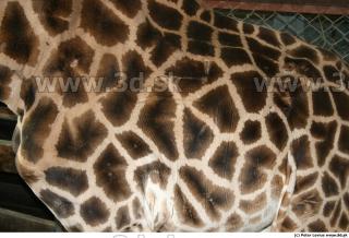 Giraffe 0052