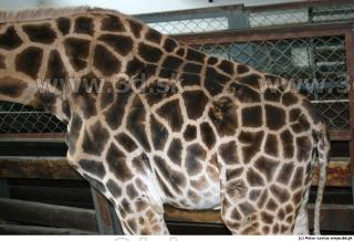 Giraffe 0060