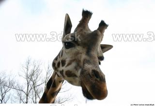 Giraffe poses 0009