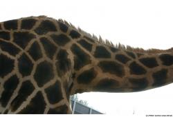 Neck Animation references Giraffe