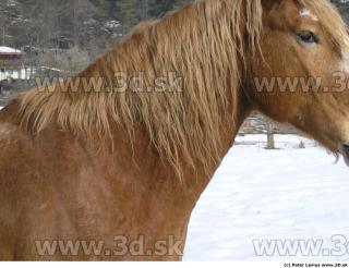 Horse 0034