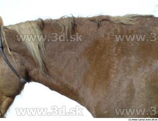 Horse 0040