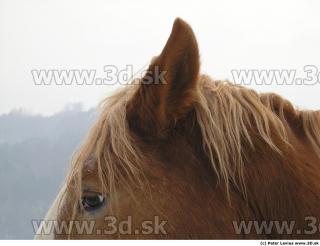 Horse 0051