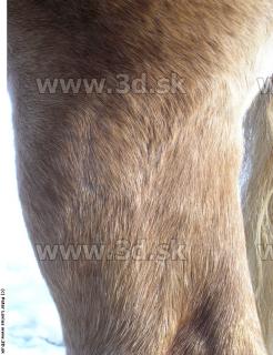 Horse 0096