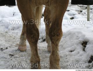 Horse 0154