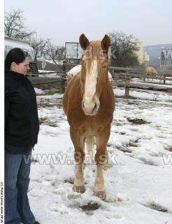 Horse poses 0062