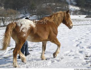 Horse poses 0106