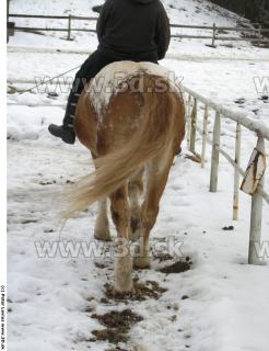 Horse poses 0133