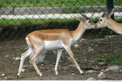 Whole Body Antelope