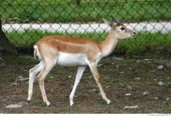 Whole Body Antelope