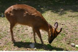 Whole Body Muntjac