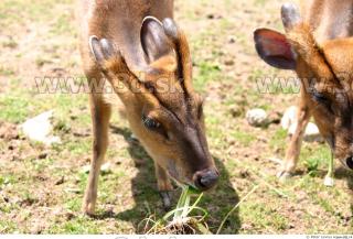 Muntjac 0009