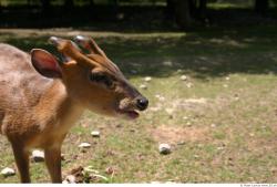 Head Muntjac