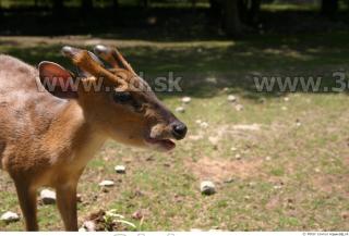 Muntjac 0012