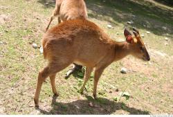 Whole Body Muntjac