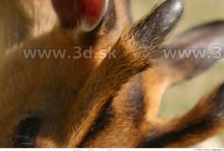 Muntjac 0017