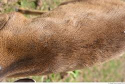 Back Muntjac