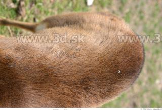 Muntjac 0021