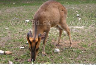 Muntjac 0023