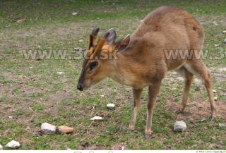 Muntjac 0024