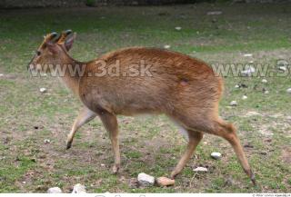 Muntjac 0026