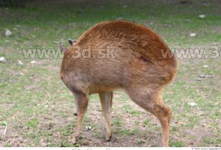 Muntjac 0027